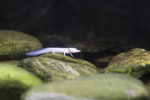 Eläimet, joilla ei ole silmiä - 10 esimerkkiä - 3. Teksasin sokea salamander