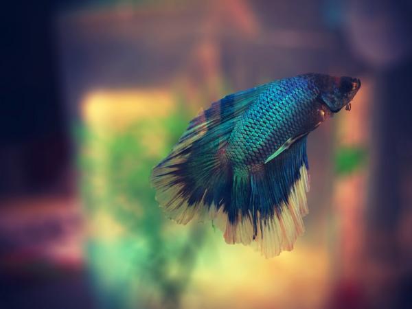 Miksi Betta Fish turvonnut - Hydrolepsian hoito 
