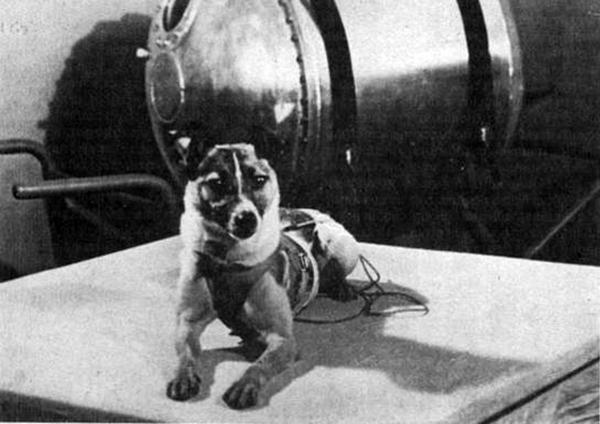 Elämäkerta Laikasta, astronautikoirasta - Laika, kokeilun sekaisäntä