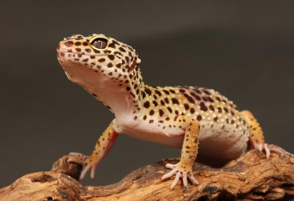 Leopardigekon vaiheet - Mitä ne ovat ja esimerkkejä - Esimerkkejä leopardigekon vaiheista