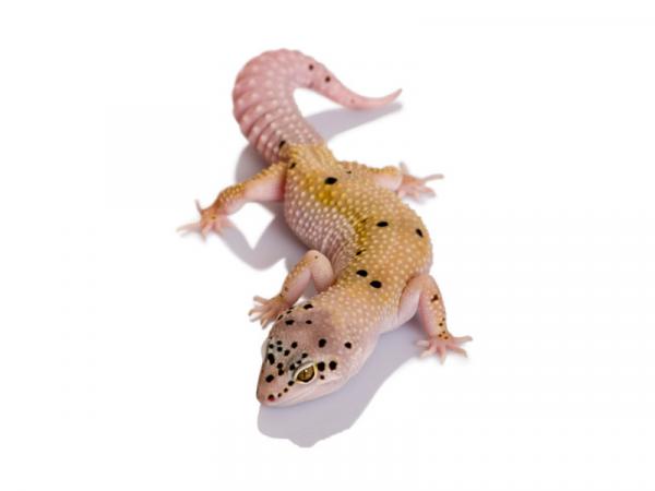 1632643894 685 Leopardigekon vaiheet mita ne ovat ja esimerkkeja