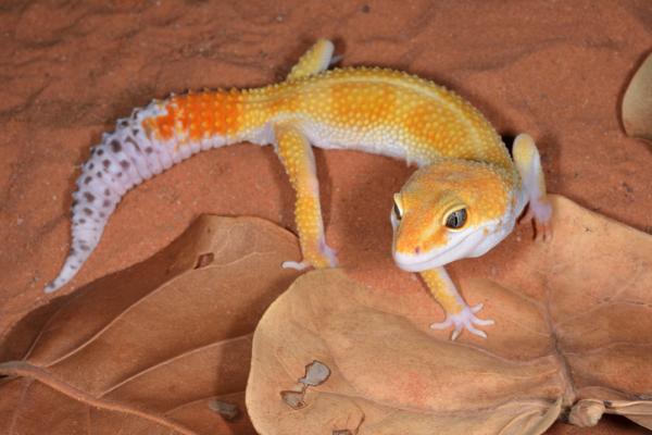 1632643894 813 Leopardigekon vaiheet mita ne ovat ja esimerkkeja