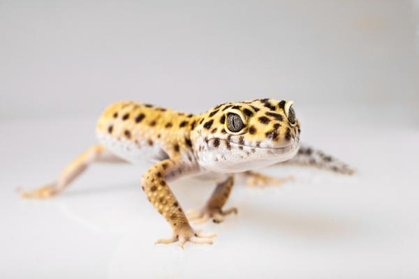 1632643894 898 Leopardigekon vaiheet mita ne ovat ja esimerkkeja