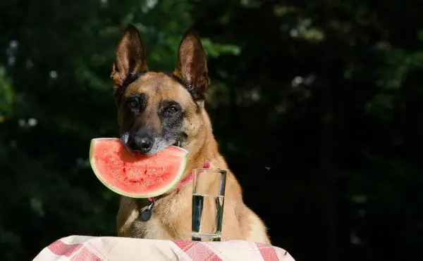 Belgialaisen Malinoisin hoito - eläinlääkärintarkastus