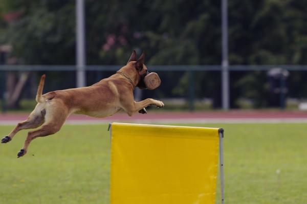 Belgian malinoisin hoito - palvelukoira