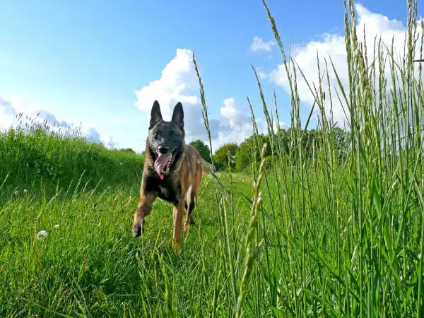 Belgian malinois -paimenen hoito - Turkin hoito