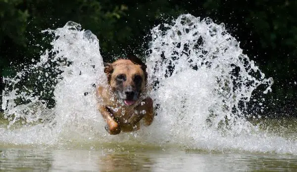 Belgialaisen Malinoisin hoito - Liikunnan merkitys