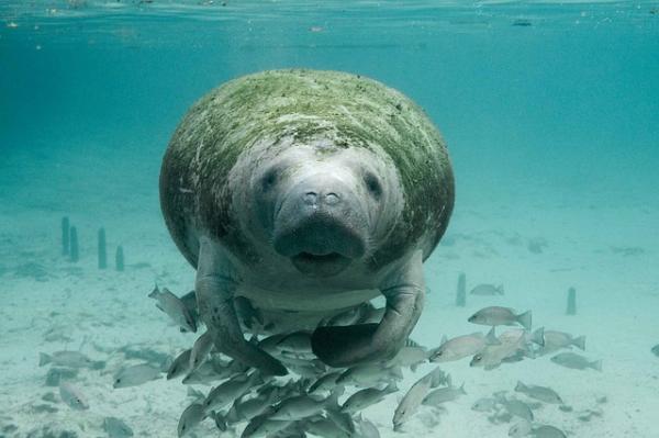 Maailman 10 hitain eläin - Manatee