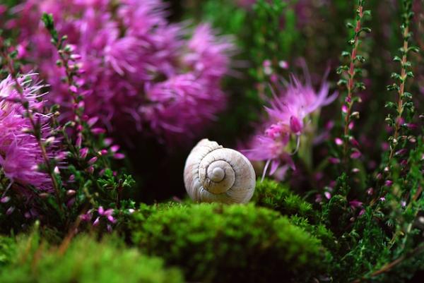 10 hitainta eläintä maailmassa - Garden etana