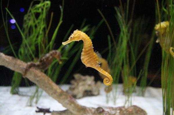 Maailman 10 hitain eläin - Seahorse