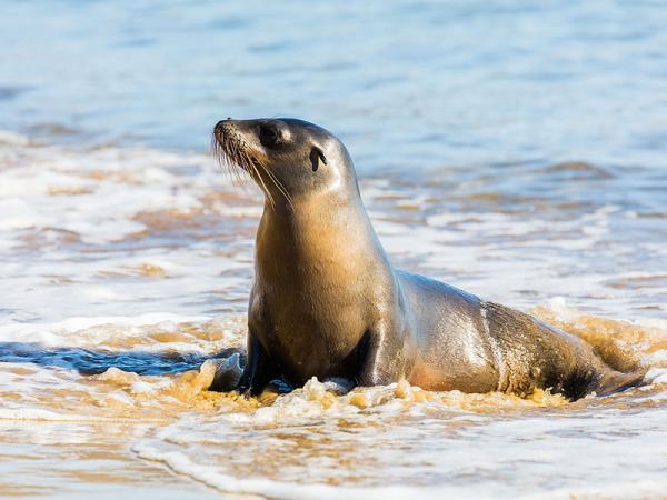Galapagon saarten eläimet - 2. Galapagos -merileijona
