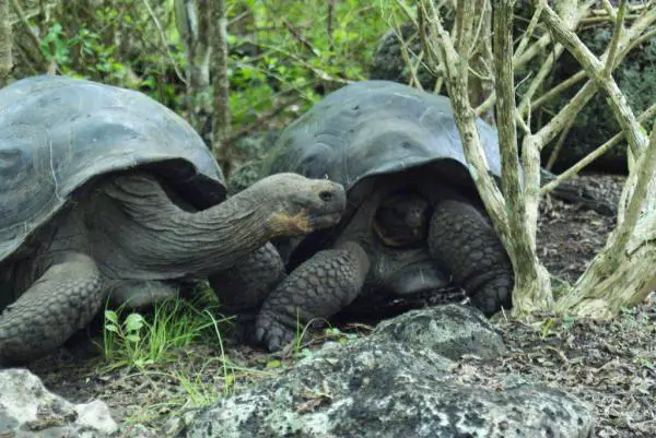 Galapagosaarten eläimet - 1. Galapagossa kilpikonna