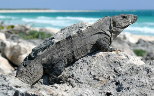 Galapagon saarten eläimet - 5. Merileguana