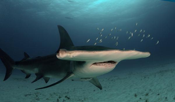 Galapagon saarten eläimet - 10. Hammerheadhai