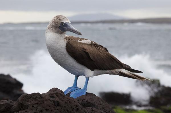 Galapagon saarten eläimet - 9. Sinijalkainen Pygmy Iucn