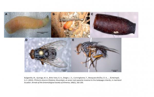 Galapagon saarten eläimet - 8. Parasiittinen invasiivinen perho