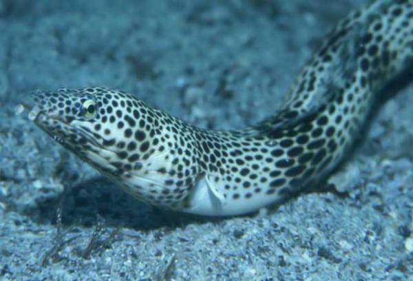 Galapagon saarten eläimet - Galapagossaarten eläimet, jotka ovat vaarassa kuolla sukupuuttoon