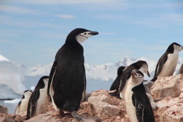 Pingviinityypit - Chinstrap Penguin 