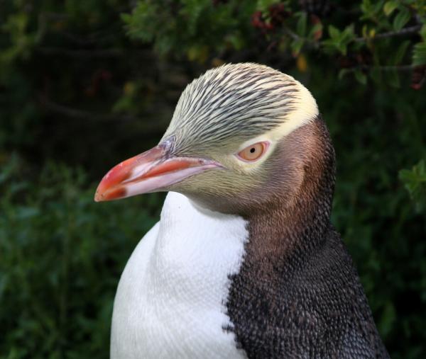 Pingviinityypit - keltaissilmäinen pingviini