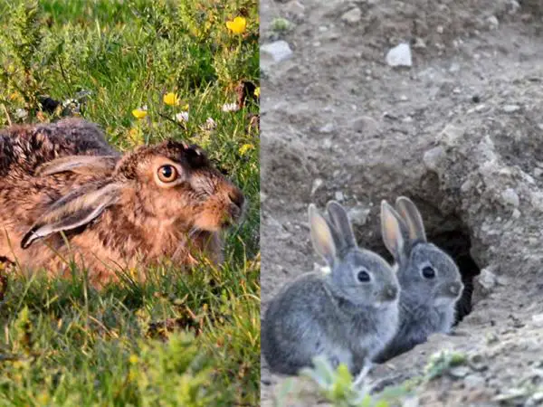 Erot kanien ja jänisten välillä - Erot kanien ja jänisten välillä - Elinympäristö