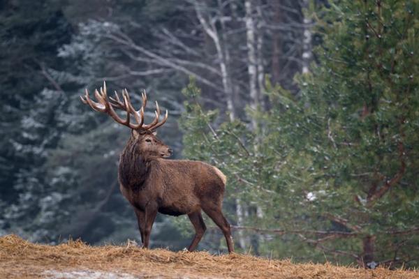 12 eläintä, jotka elävät metsässä - 7. Peura