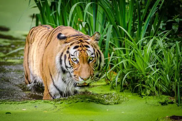 10 suurinta kissaa maailmassa - 2. Siperian tiikeri