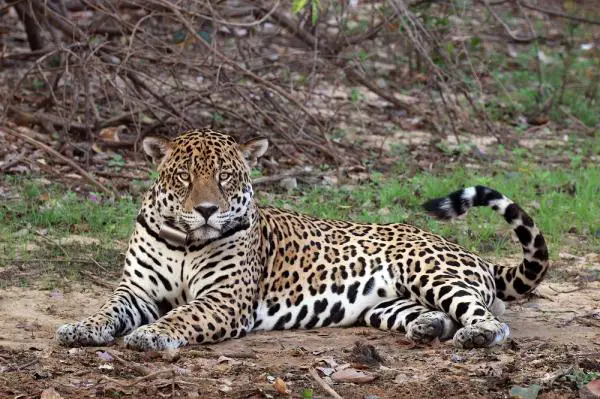 Maailman 10 suurinta kissaa - 5. Jaguar
