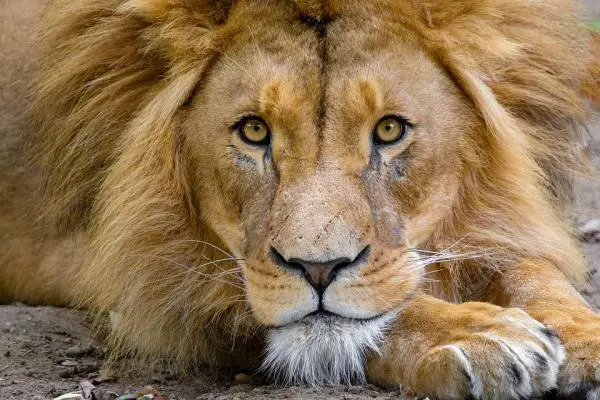 Maailman 10 suurinta kissaa - 4. Leijona