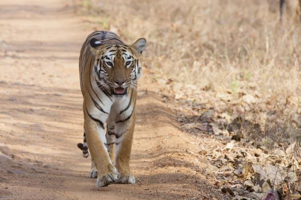 Maailman 10 suurinta kissaa - 3. Bengalin tiikeri