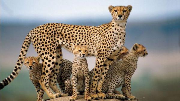 Maailman 10 suurinta kissaa - 8. Gepardi