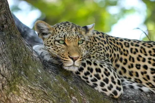 Maailman 10 suurinta kissaa - 7. Leopardi