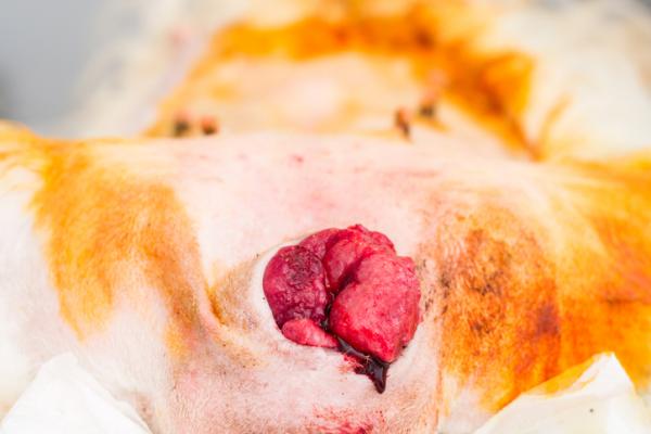 Pehmeän kudoksen sarkooma koirilla - oireet ja hoito - Mikä on pehmytkudossarkooma?