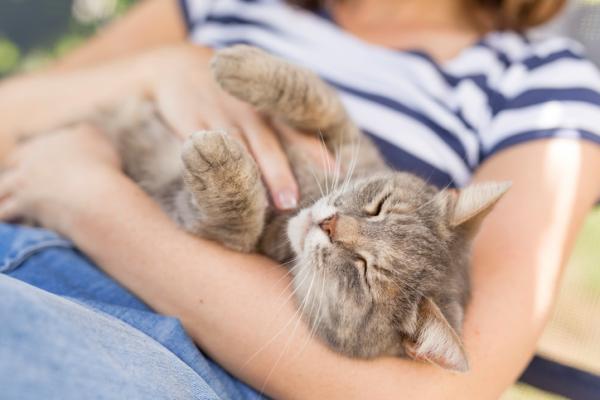 Mistä tietää, luottaako kissani minuun?  - 7. Purr 