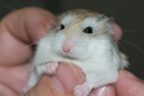 Oireet siitä, että hamsteri kuolee - 5 hamsterin kuoleman oireita