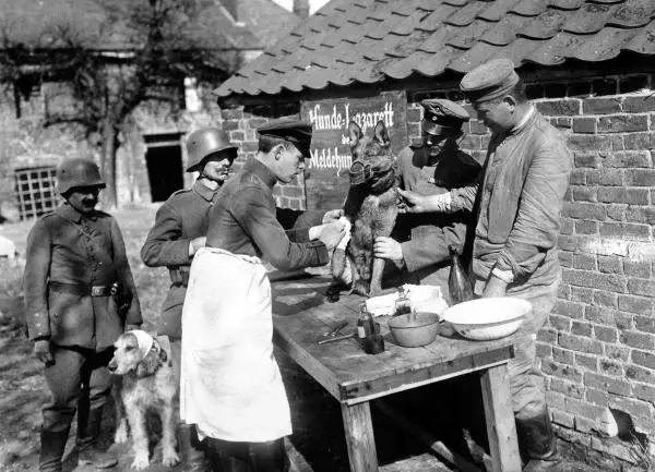 Saksanpaimenkoiran historia - Saksanpaimenkoiran alkuperä