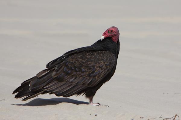 Päivittäiset petolinnut - esimerkkejä ja ominaisuuksia - 1. Punahilja (Cathartes aura)