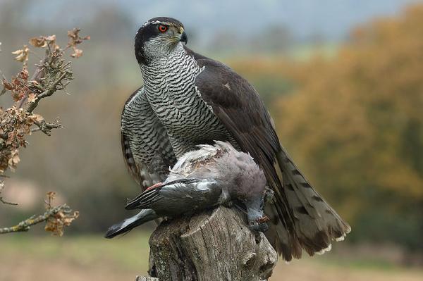 Päivittäiset petolinnut - Esimerkkejä ja ominaisuuksia - 3. Tavallinen hanhi (Accipiter gentilis)
