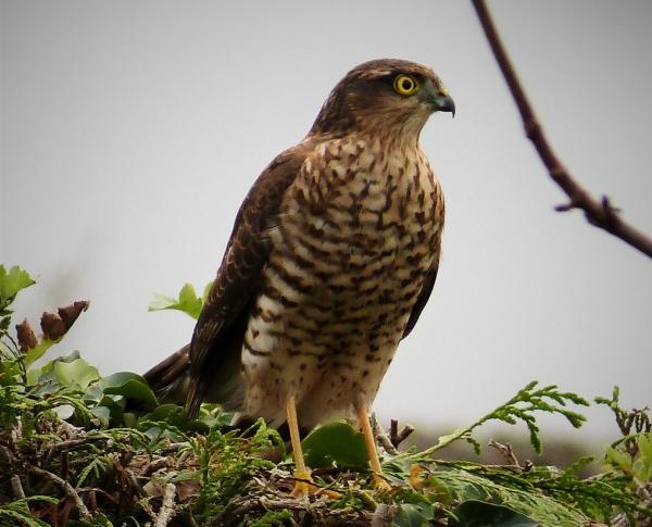 Päivittäiset petolinnut - Esimerkkejä ja ominaisuuksia - 4. Tavallinen haukka (Accipiter nisus)