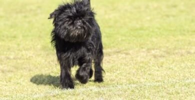 Affenpinscher koira