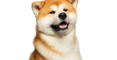 Akita inu tai japanilainen Akita