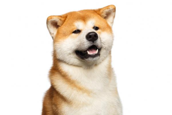 Akita inu tai japanilainen Akita