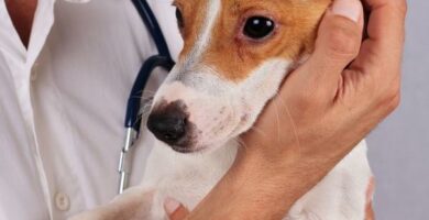 Allergiatestit koirille