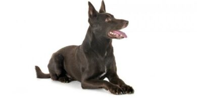 Australian Kelpie