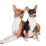 Basenji