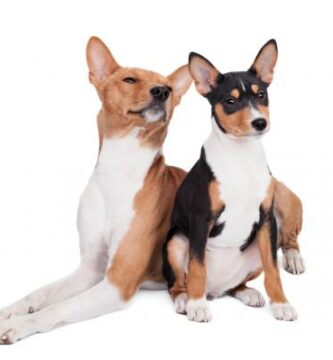 Basenji