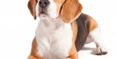 Beagle