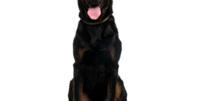 Beauceron tai Beauce Shepherd