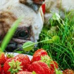 C vitamiini koirille annostus ja mihin se on tarkoitettu