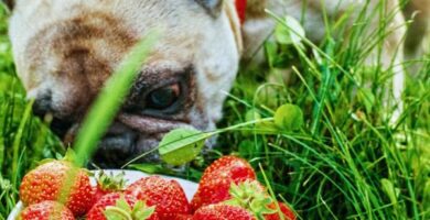 C vitamiini koirille annostus ja mihin se on tarkoitettu
