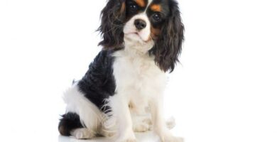 Cavalier King Charles Spaniel